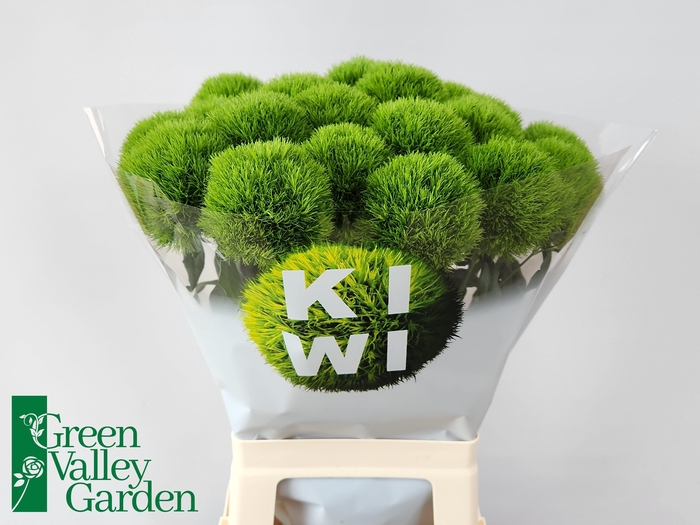 <h4>Di Barb Kiwi Mellow</h4>