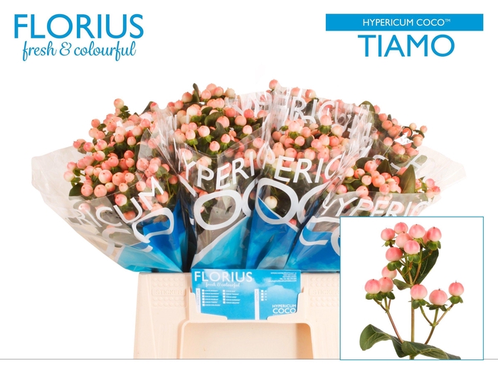 <h4>HYP COCO TIAMO</h4>