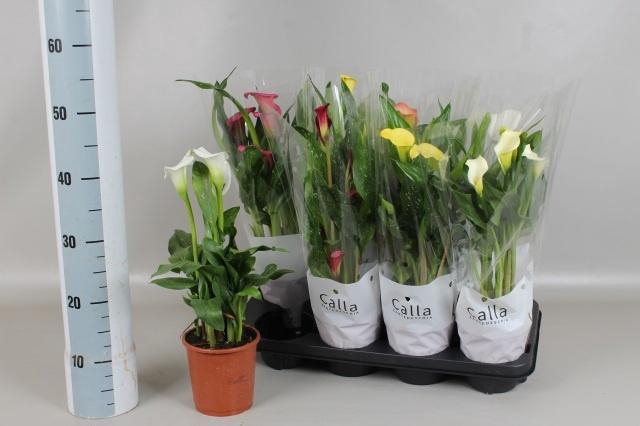 <h4>ZANT GEM 5 KL</h4>