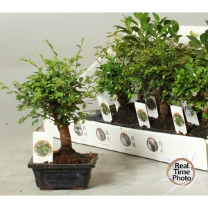 BONSAI GEM