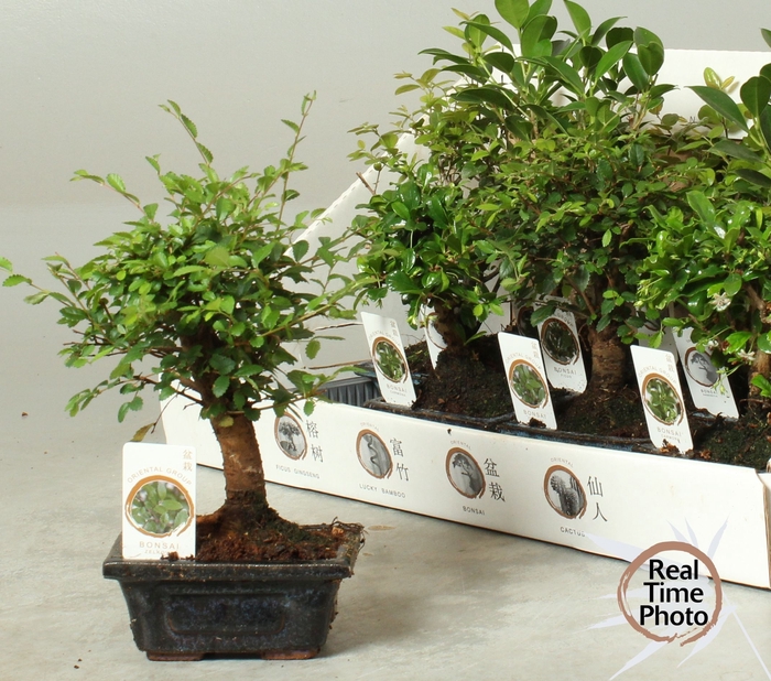 <h4>BONSAI GEM</h4>