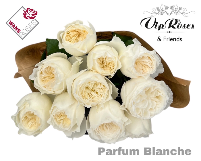 <h4>R GR PARFUM BLANCHE!</h4>