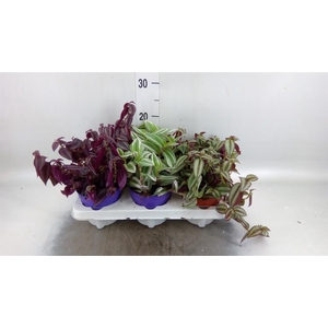 Tradescantia   ...mix