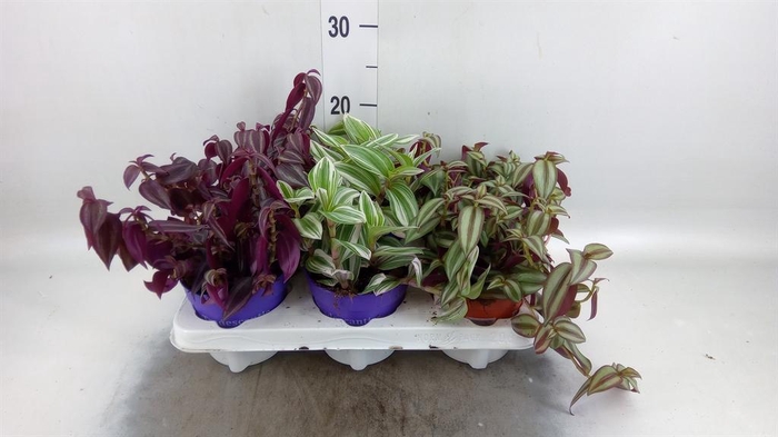 <h4>Tradescantia   ...mix</h4>