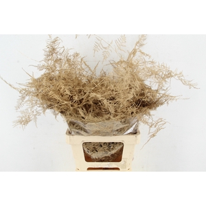 Asp IT Ex Veren Ant. Goud