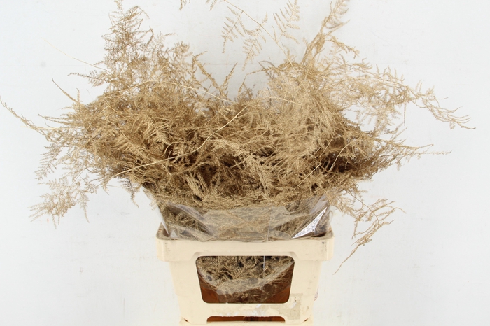 <h4>Asp IT Ex Veren Ant. Goud</h4>