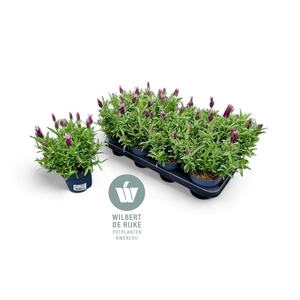 Lavendel Stoechas Fantasia Early Pink
