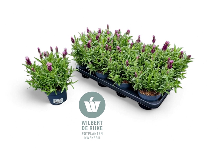 <h4>Lavendel Stoechas Fantasia Early Pink</h4>