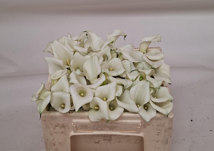 <h4>ZANT CRYSTAL BLUSH</h4>