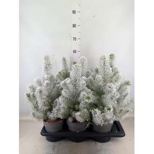 Pinus pinea 'Silver Crest'