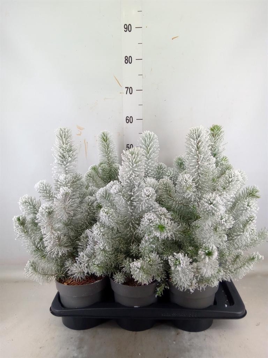 <h4>Pinus pinea 'Silver Crest'</h4>