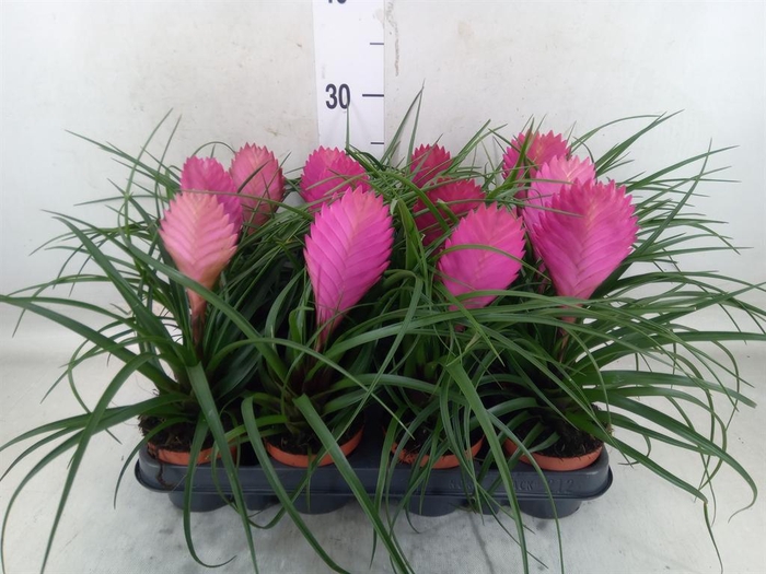 <h4>Tillandsia cyanea 'Anita'</h4>