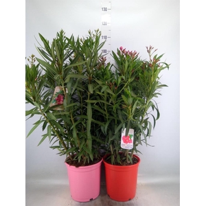 Nerium oleander   ...
