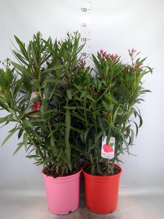 <h4>Nerium oleander   ...</h4>