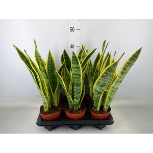 Sansevieria trifa. 'Laurentii'