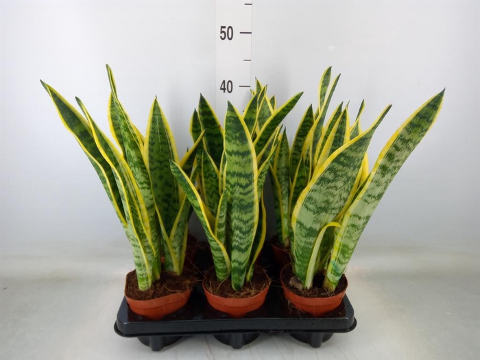 <h4>Sansevieria trifa. 'Laurentii'</h4>