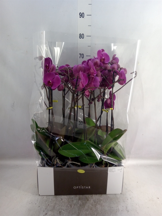 <h4>Phalaenopsis  'FC Joyride'</h4>