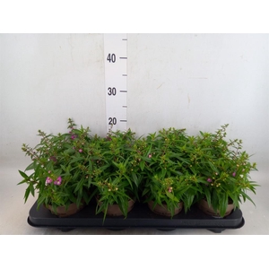 Angelonia  'Serena Lavender'