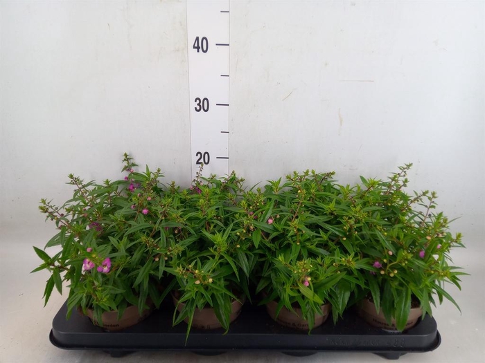 <h4>Angelonia  'Serena Lavender'</h4>