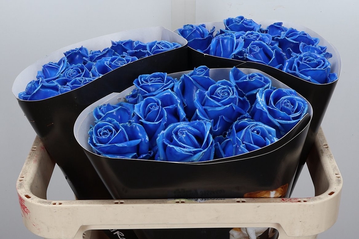 <h4>Wax-Rozen Wax Blauw w5</h4>