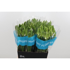 Ornithogalum T Mount Fuji