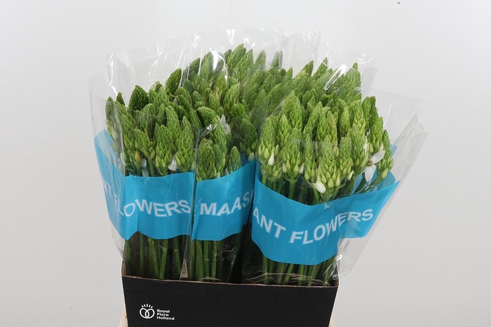 <h4>Ornithogalum T Mount Fuji</h4>