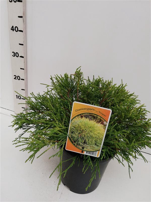 Chamaecyparis Sungold