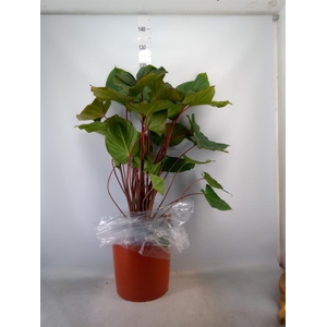 Homalomena rubescens 'Maggy'