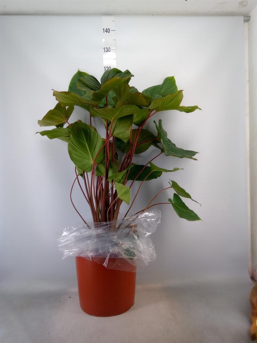 <h4>Homalomena rubescens 'Maggy'</h4>