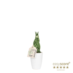 Classic White Sansevieria 6cm