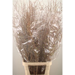 Corylopsis S Cynthia