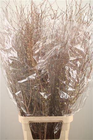 <h4>Corylopsis S Cynthia</h4>