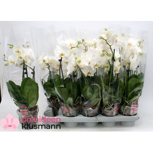 PHAL OV WIT