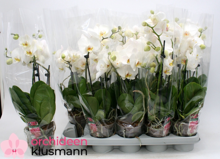 <h4>PHAL OV WIT</h4>