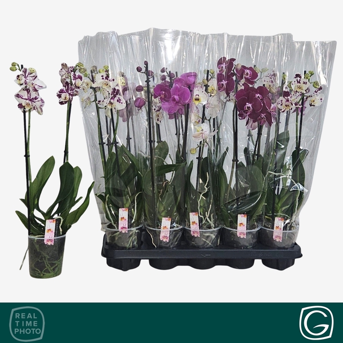 <h4>PHAL GEM 4 KL</h4>
