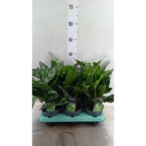 Aglaonema  'Maria'