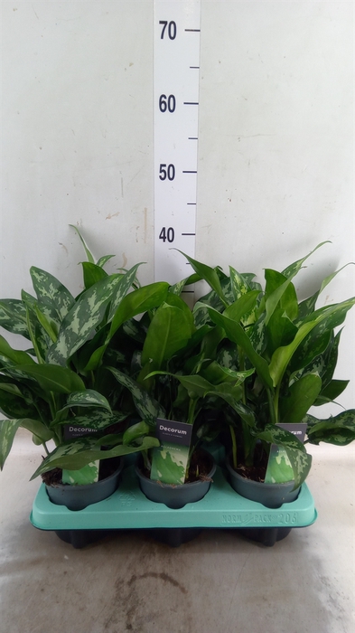<h4>Aglaonema  'Maria'</h4>