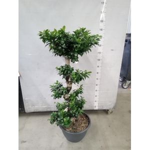 Ficus microcarpa 'Ginseng'