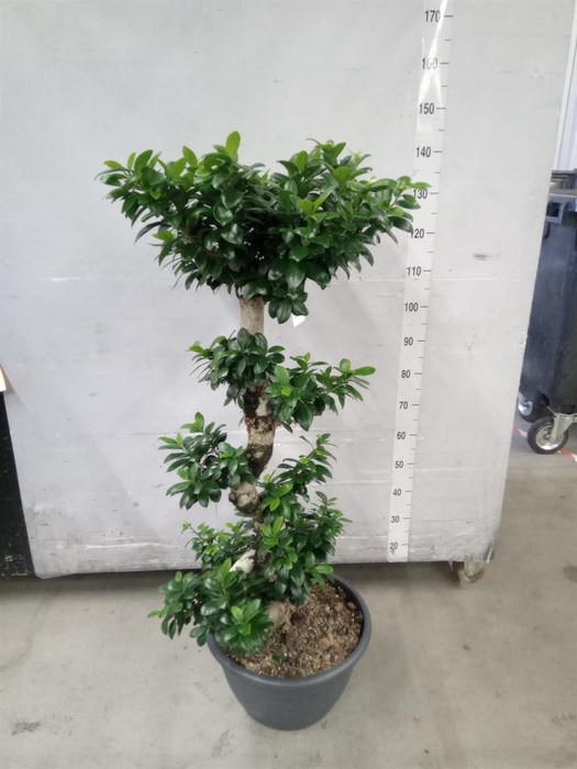 <h4>Ficus microcarpa 'Ginseng'</h4>