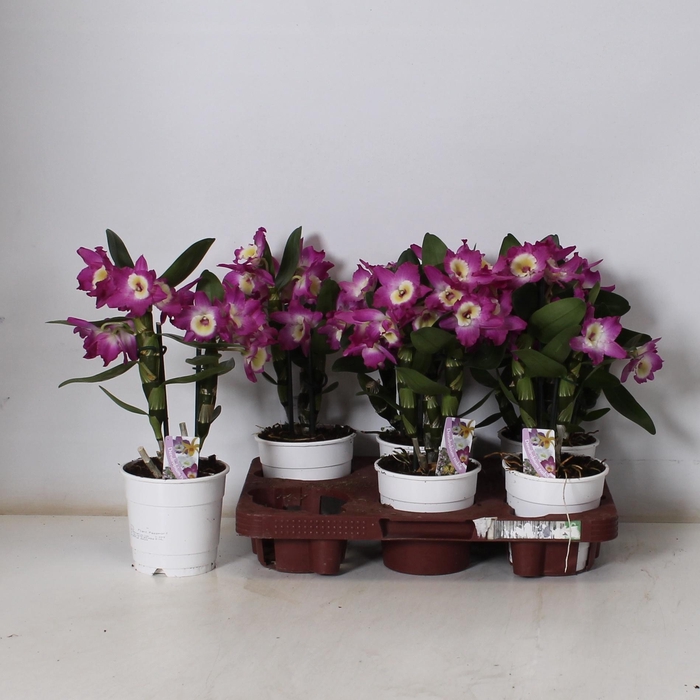 <h4>DEND NOBILE</h4>