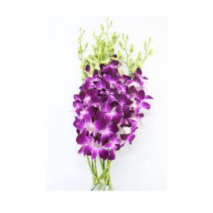 Dendrobium SS x 10 buste