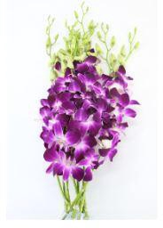 <h4>Dendrobium SS x 10 buste</h4>