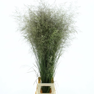 Deschampsia Brons