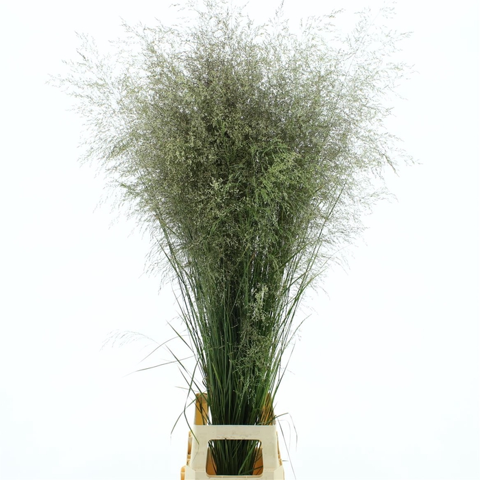 <h4>Deschampsia Brons</h4>