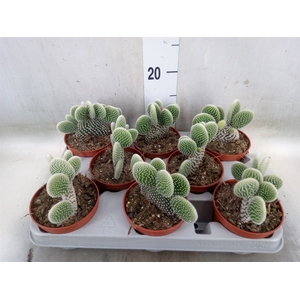 Opuntia microdasys 'Albispina'