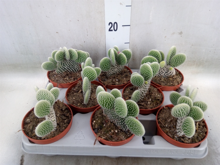 <h4>Opuntia microdasys 'Albispina'</h4>