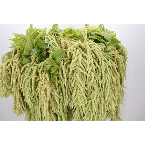 Amaranthus caudatus 'Viridis'