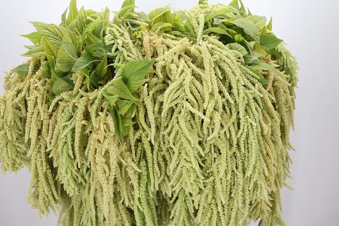 <h4>AMARANTHUS CAUDATUS  VIRIDIS</h4>