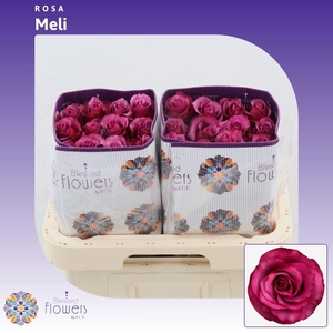 Rosa gr Meli
