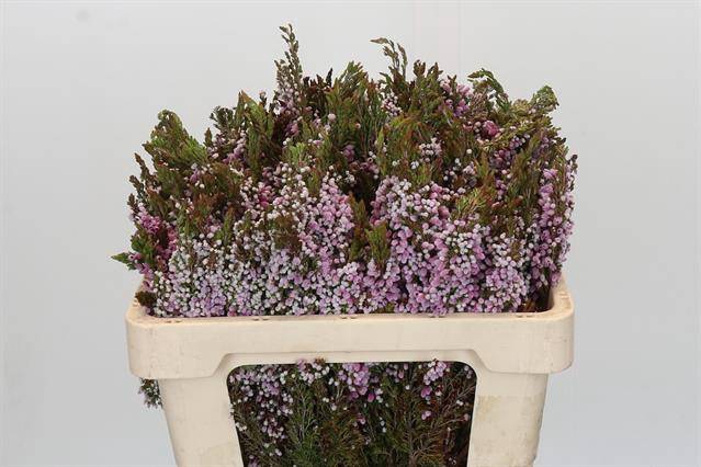 <h4>Cape green erica ovina</h4>